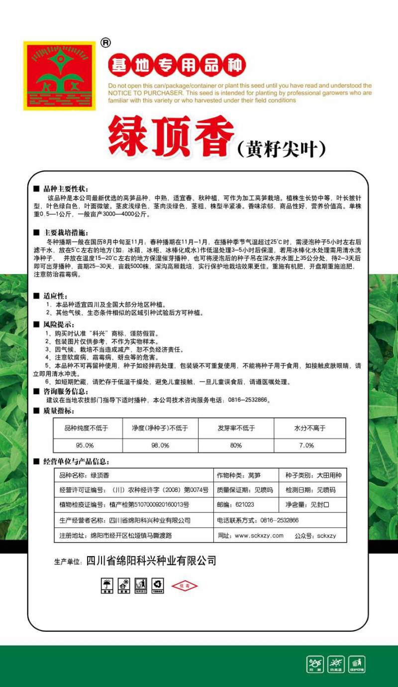 青尖叶莴笋种子春秋青尖叶