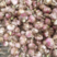 紫皮蒜精品紫皮大蒜，现货供应，基地直发，代收代贮