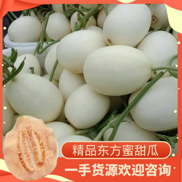 河南滑县红金蜜甜瓜甜瓜大量上市一手货源欢迎选购