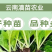 云南小铁头苗甘蓝苗清秀整齐，根系好成活高，品种全产量高