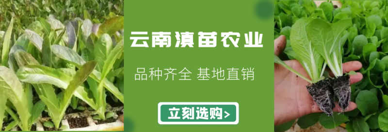 云南玉溪莴苣紫叶香芛苗清秀整齐，根系好成活高，品种全产量高