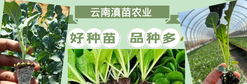 云南玉溪莴苣紫叶香芛苗清秀整齐，根系好成活高，品种全产量高