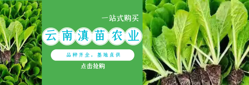 云南玉溪莴苣紫叶香芛苗清秀整齐，根系好成活高，品种全产量高