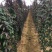 大量供应优质紫玉淮山山药苗小叶紫淮山种苗基地直供