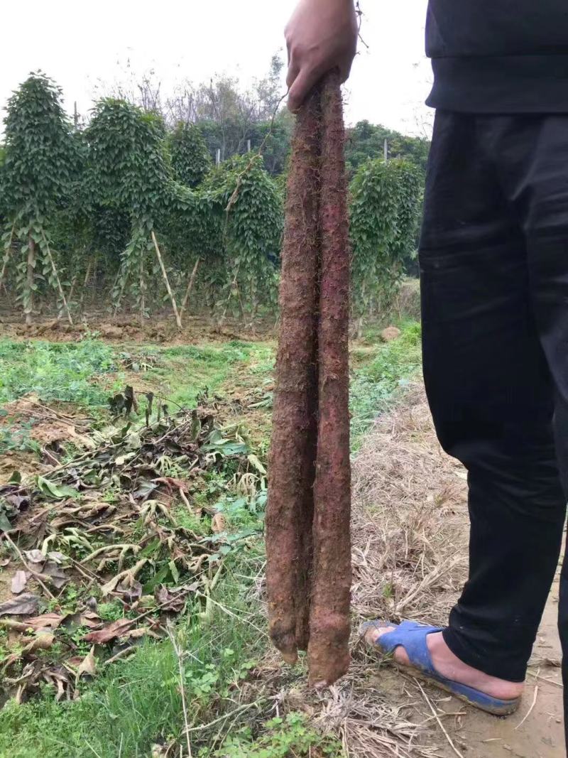 大量供应优质紫玉淮山山药苗小叶紫淮山种苗基地直供