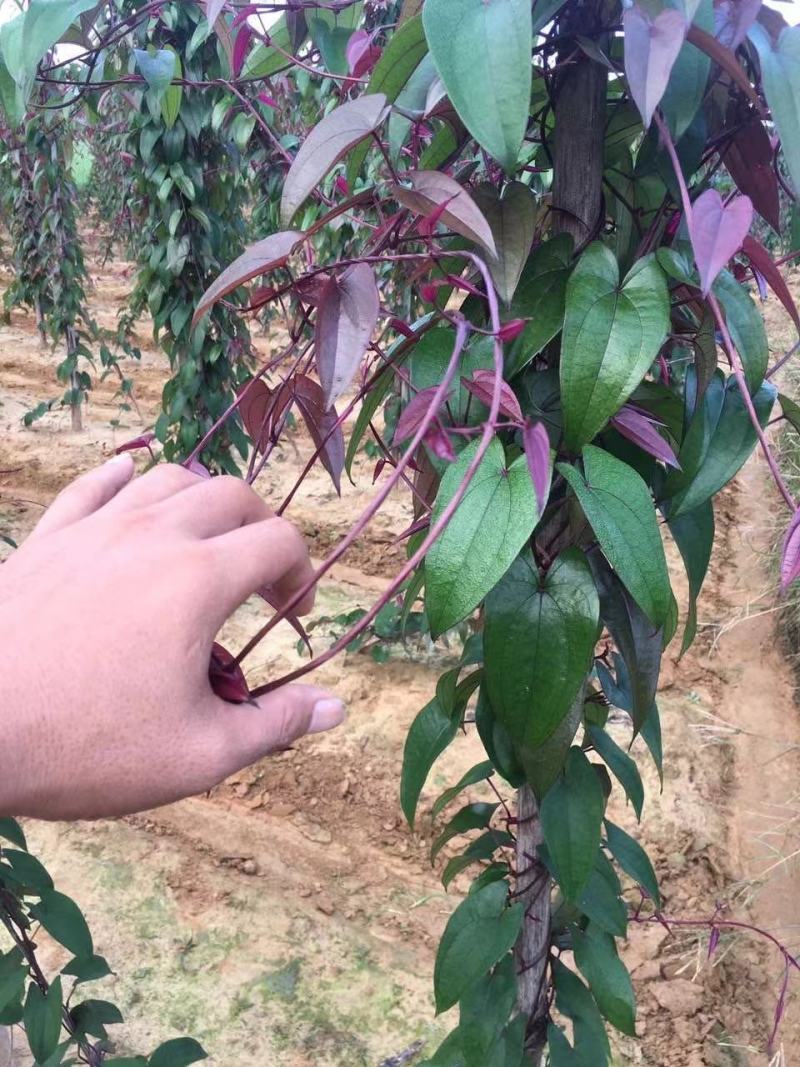 大量供应优质紫玉淮山山药苗小叶紫淮山种苗基地直供
