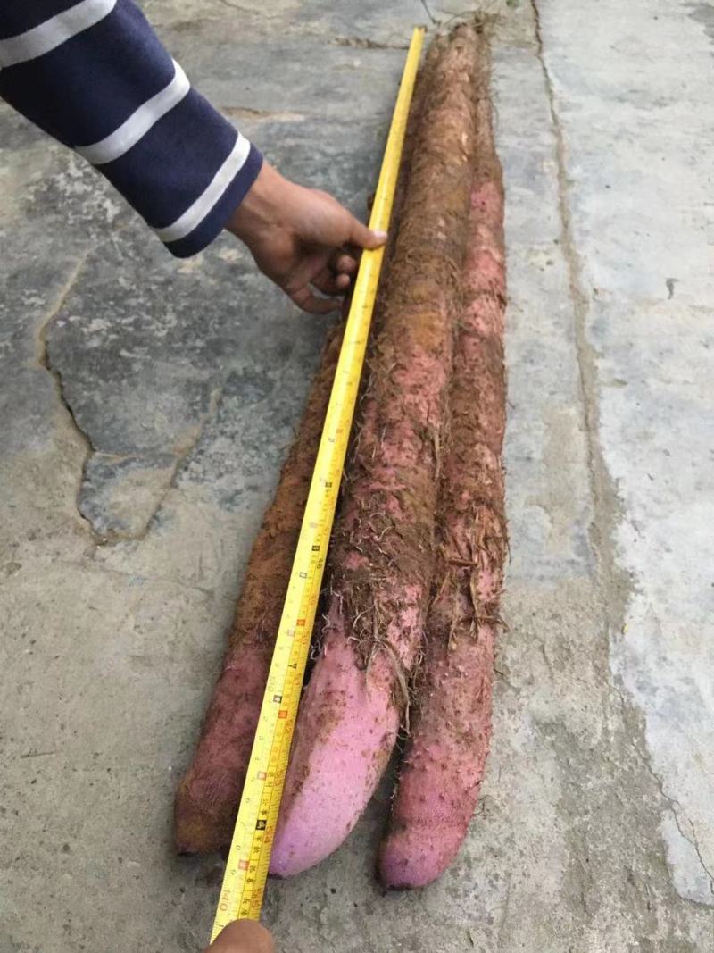 大量供应优质紫玉淮山山药苗小叶紫淮山种苗基地直供