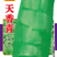 三青香莴笋种子青皮青肉青香30g装亩用种量2袋