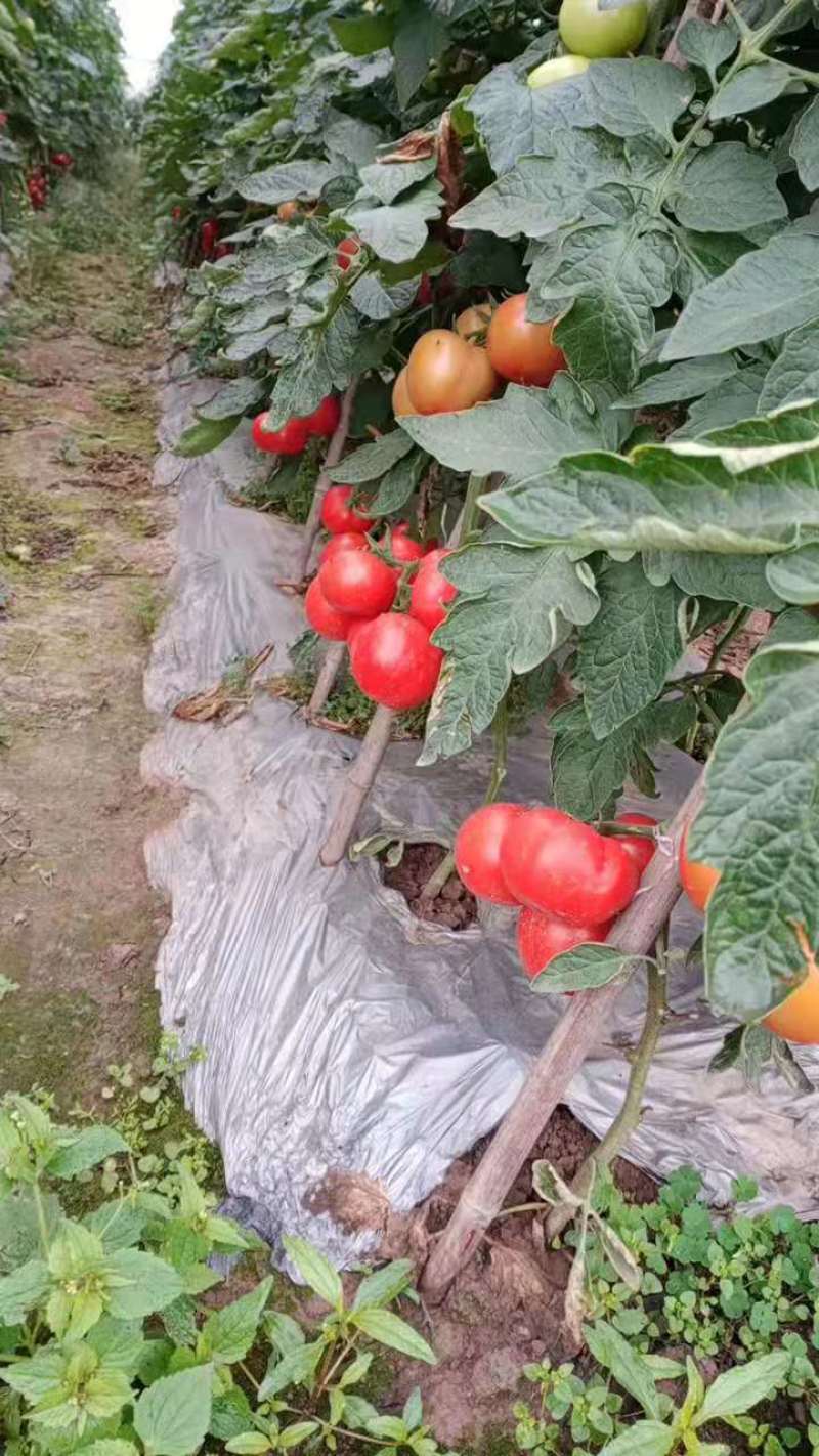 四川精品西红柿大红石头番茄大量供应欢迎实地考察