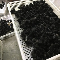 贵州香鸡苗，湄潭绿壳蛋鸡苗供应乌皮红羽土鸡苗养殖