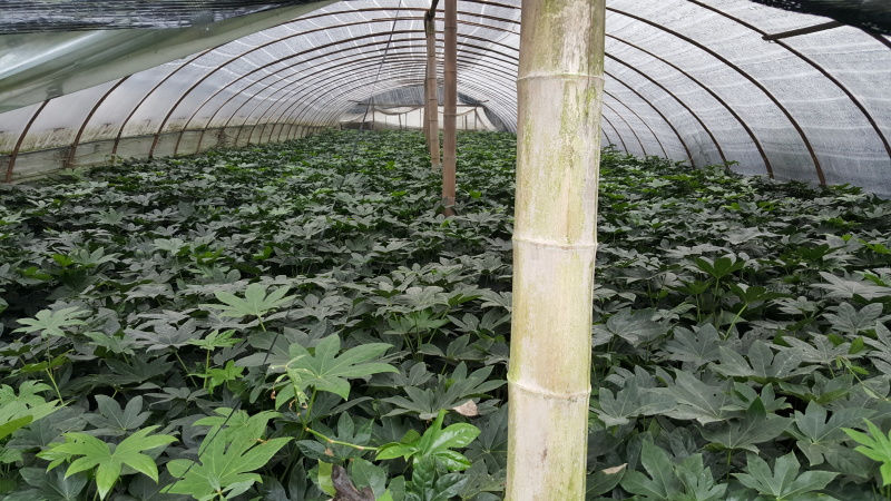 八角金盘，八方来财，成都八角金盘基地批发