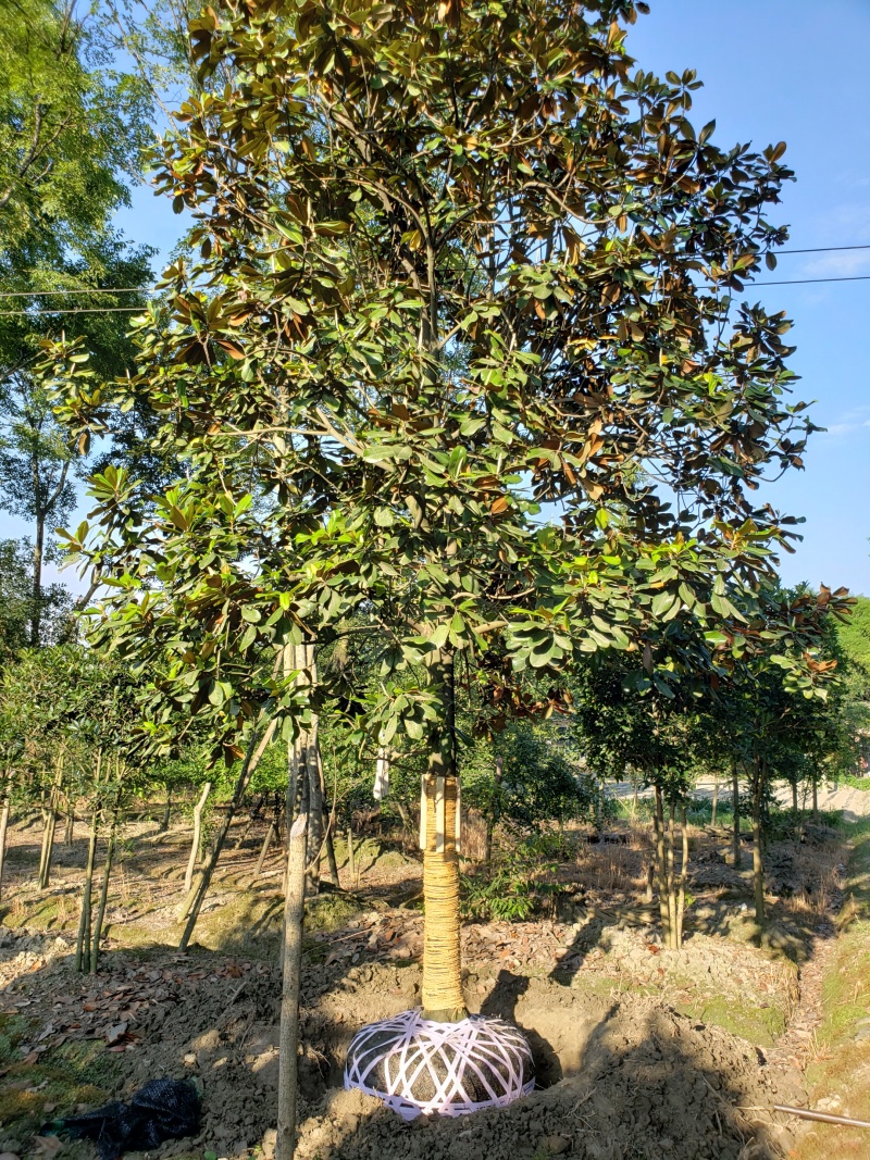 广玉兰，荷花玉兰，成都广玉兰批发，广玉兰供应