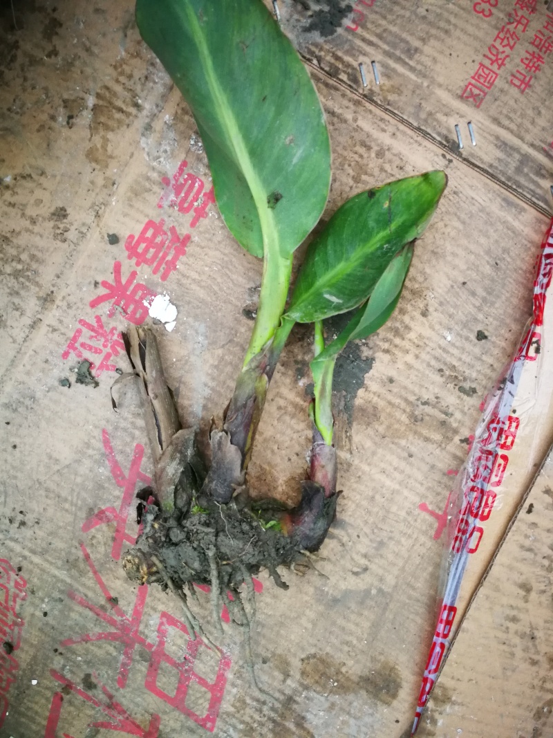 美人蕉，青叶美人蕉基地，芋儿花价格，成都美人蕉批发