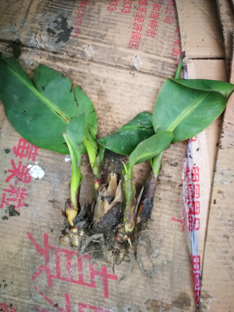 美人蕉，青叶美人蕉基地，芋儿花价格，成都美人蕉批发