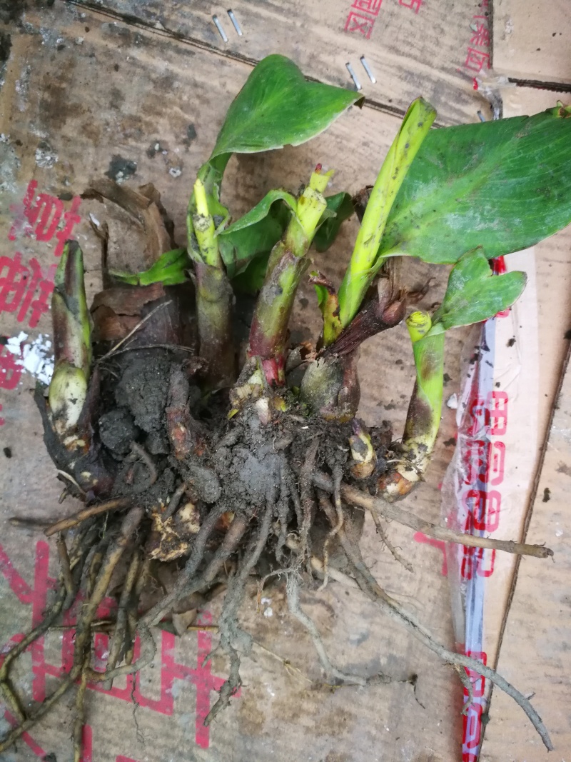 美人蕉，青叶美人蕉基地，芋儿花价格，成都美人蕉批发