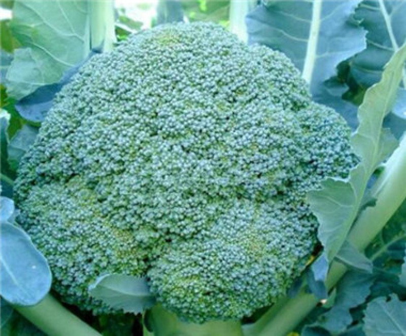 西兰花苗炎秀西兰花苗三叶四叶西兰花苗批发
