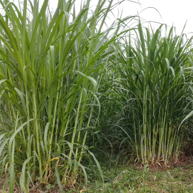 甜象草种节耐寒高产牧草四季多年生喂牛羊无绒毛适口性好