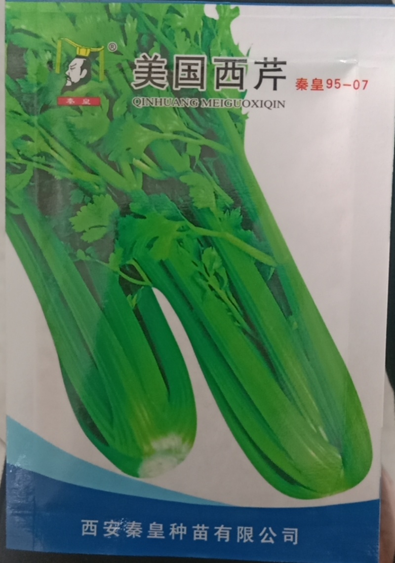 优质西芹种子美国皇后西芹种子