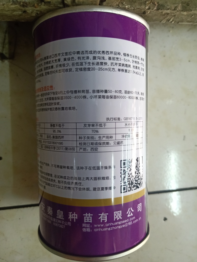 优质西芹种子美国皇后西芹种子