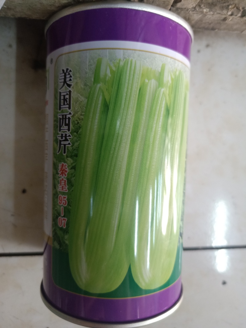 优质西芹种子美国皇后西芹种子
