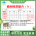 母羊预混料种羊饲料妊娠怀孕母羊专用料配种快提高产仔增加产