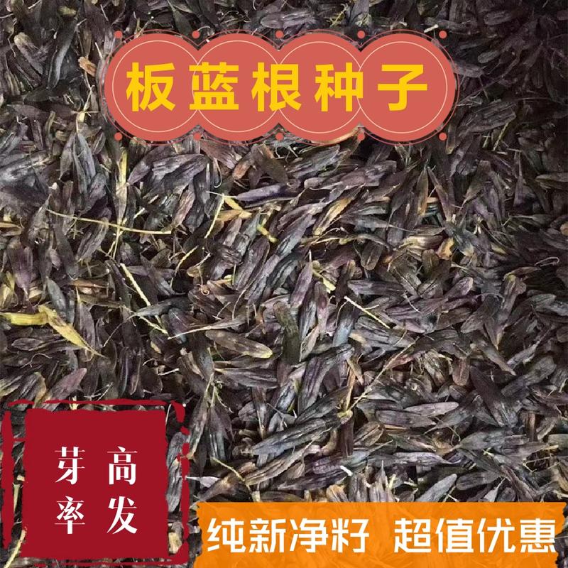 板蓝根种子小叶板蓝根芽苗菜芽率高发质优价廉