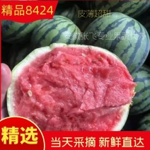 河南夏邑精品8424西瓜，保熟保质量需要的前来洽谈