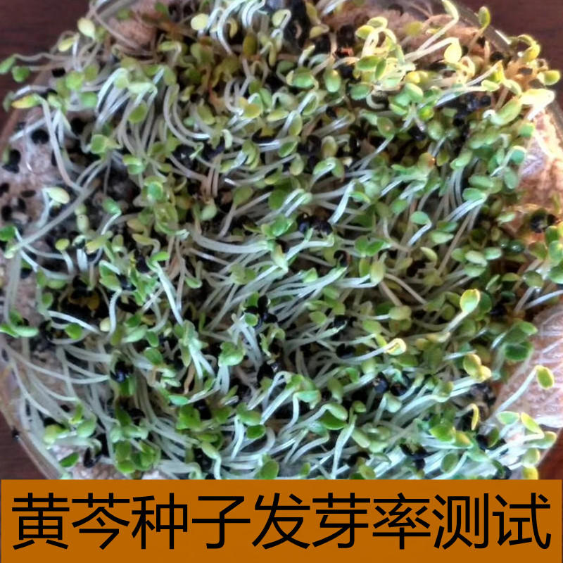 黄芩种子芽率高纯新种子质优价廉