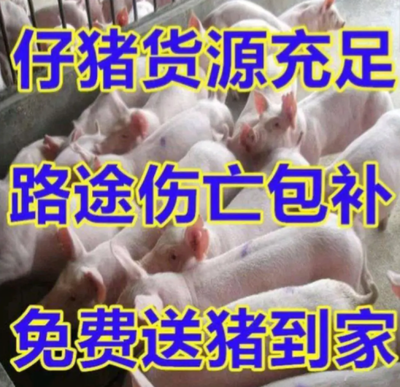 优良三元仔猪育肥猪猪苗供应品种全防疫到位包活到家