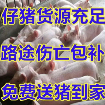 三元仔猪猪苗育肥猪供应包活到家品种优良全防疫到位