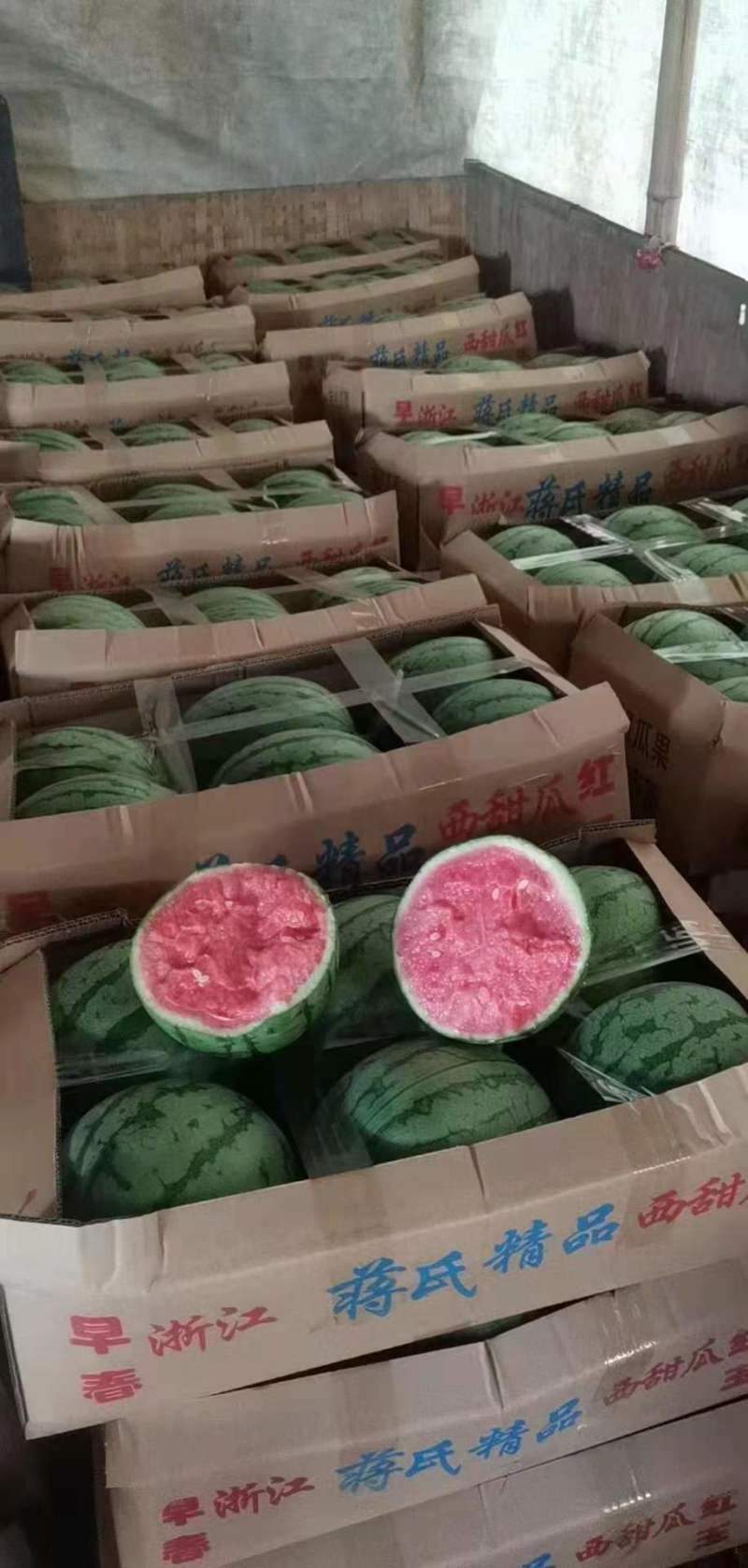 【蒋氏精品】早春红玉，佳秀6号