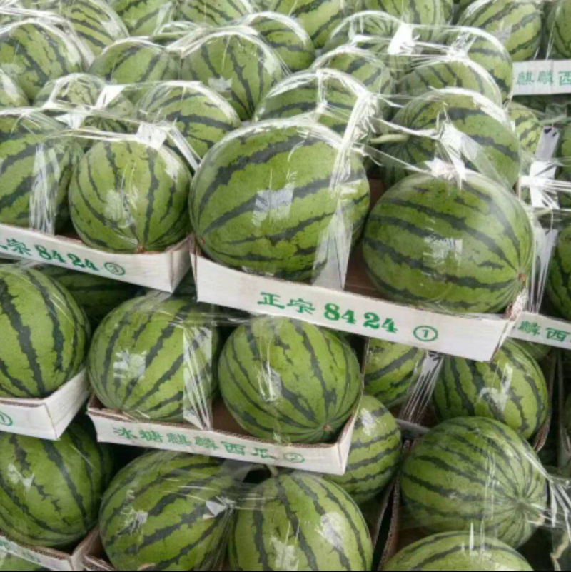 8424西瓜6斤打底8成熟1茬好吃价优欢迎咨询