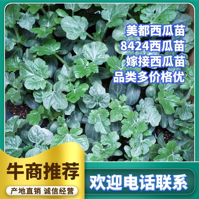 嫁接西瓜苗麒麟西瓜苗品种齐全大量供应产地直销