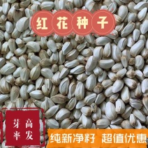 红花种子精品纯新种子发芽率高质优价廉