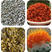 红花种子精品纯新种子发芽率高质优价廉包邮