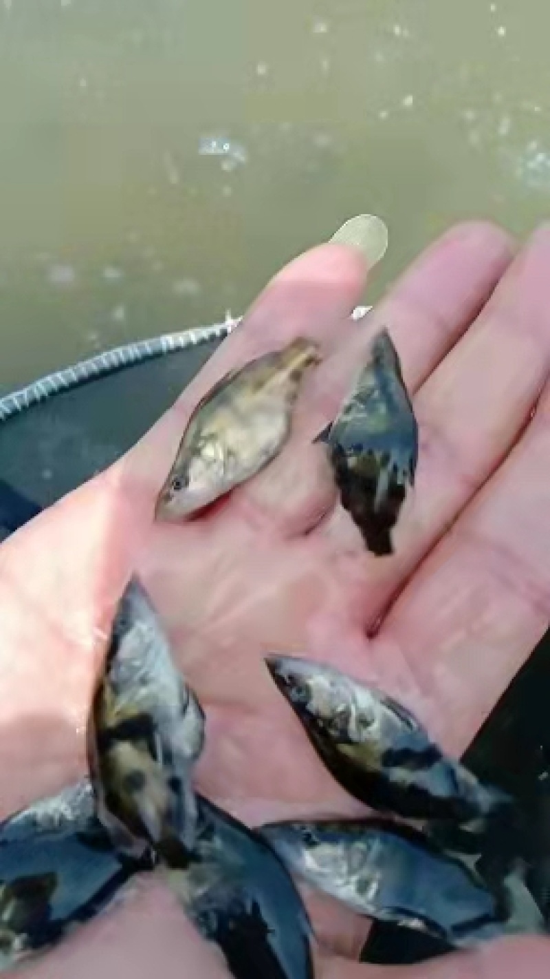 桂鱼苗(桂花鱼苗，鳜鱼苗)洪湖本地养殖土塘苗，适应性强！