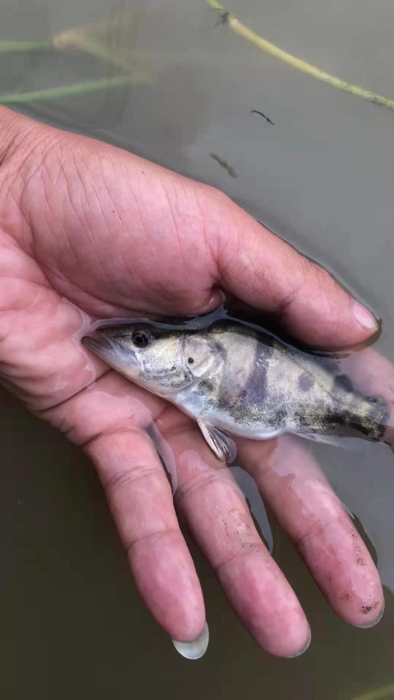 桂鱼苗(桂花鱼苗，鳜鱼苗)洪湖本地养殖土塘苗，适应性强！
