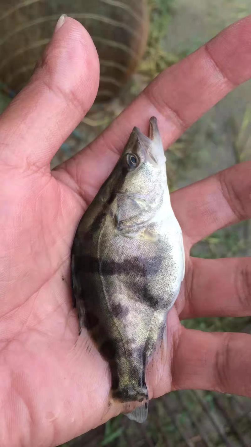 桂鱼苗(桂花鱼苗，鳜鱼苗)洪湖本地养殖土塘苗，适应性强！