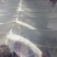桂鱼苗(桂花鱼苗，鳜鱼苗)洪湖本地养殖土塘苗，适应性强！