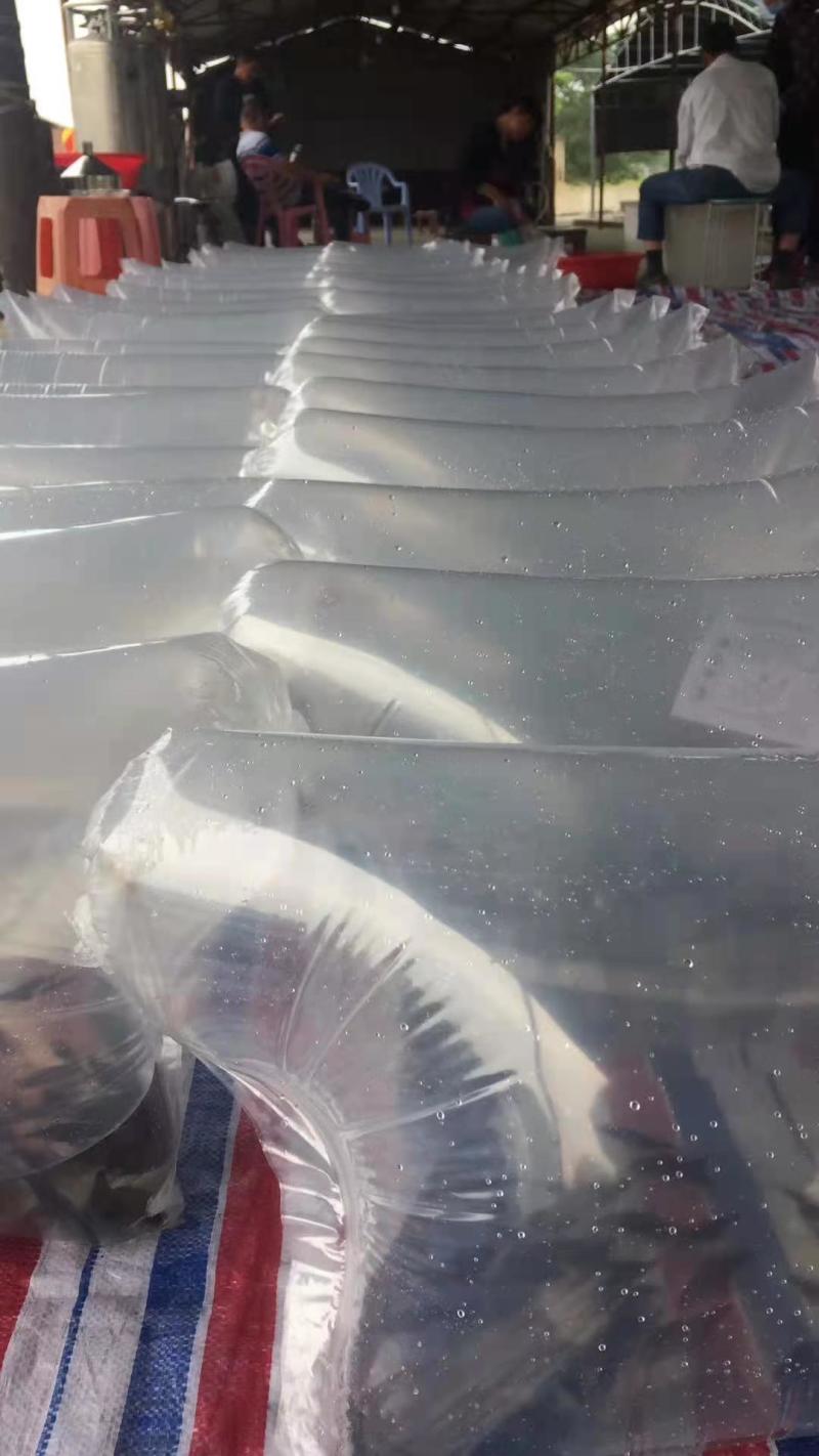 桂鱼苗(桂花鱼苗，鳜鱼苗)洪湖本地养殖土塘苗，适应性强！