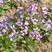 紫花地丁种子精品纯新种子发芽率高质优价廉包邮