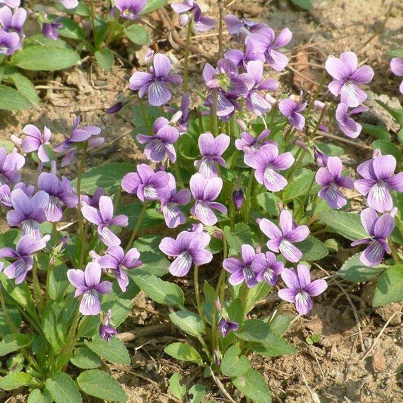 紫花地丁种子精品纯新种子发芽率高质优价廉包邮