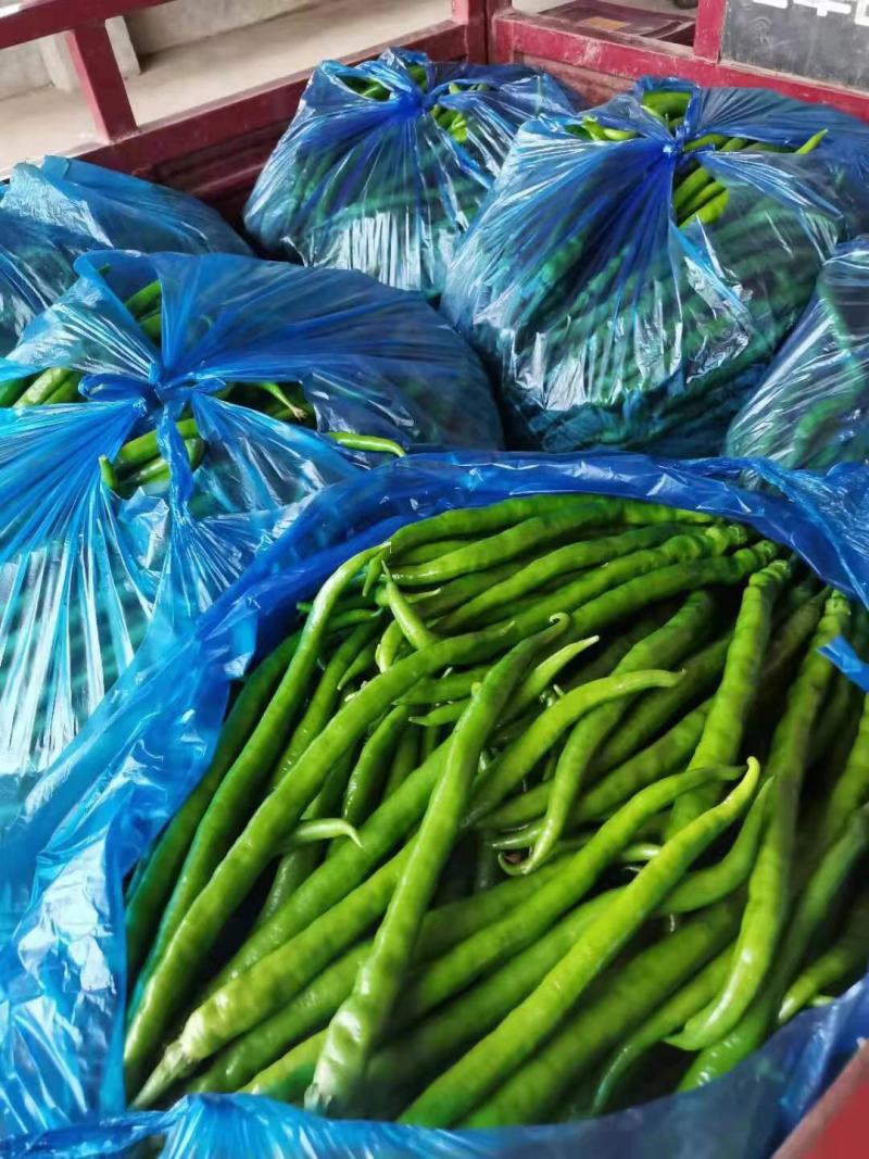 【辣椒】鲜辣椒精品线椒现摘现发一手货源欢迎致电