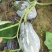 香芋南瓜广东特色南瓜味道好大量上市一手货源欢迎咨询