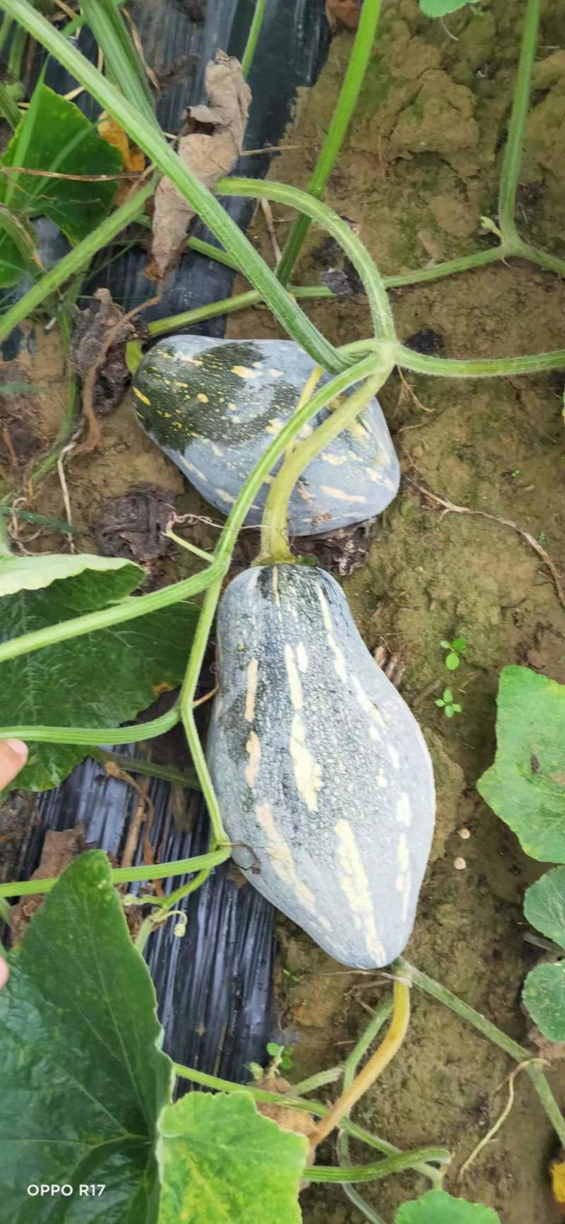 香芋南瓜广东特色南瓜味道好大量上市一手货源欢迎咨询