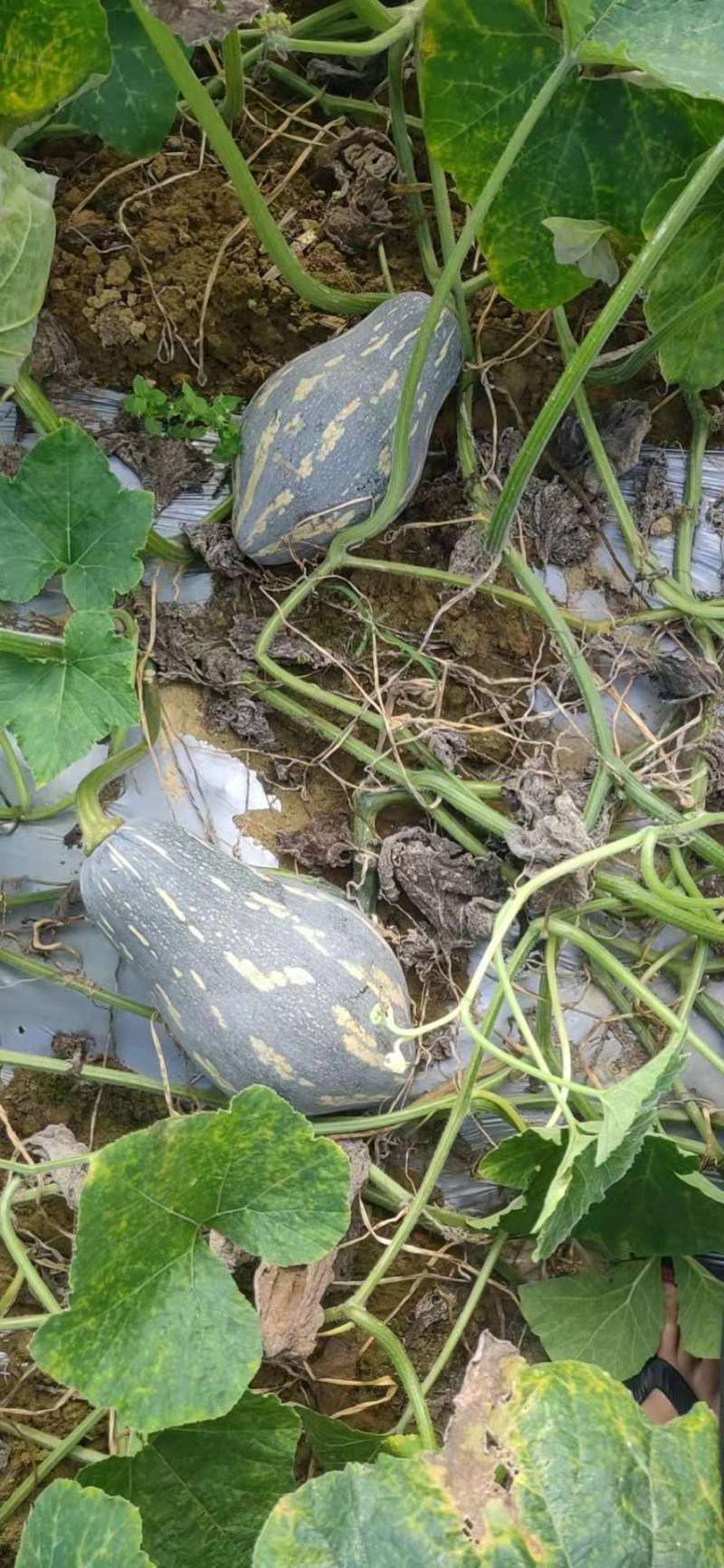 香芋南瓜广东特色南瓜味道好大量上市一手货源欢迎咨询
