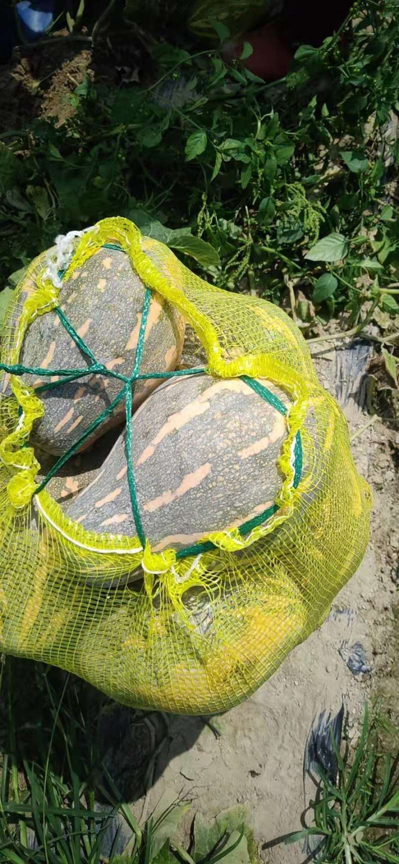 香芋南瓜广东特色南瓜味道好大量上市一手货源欢迎咨询