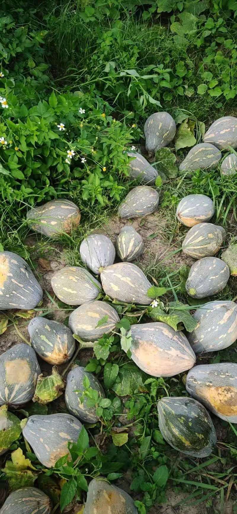 香芋南瓜广东特色南瓜味道好大量上市一手货源欢迎咨询
