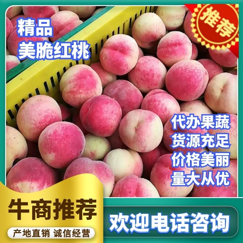 美脆桃大果型量大产地实力代办对接批发商诚信合作