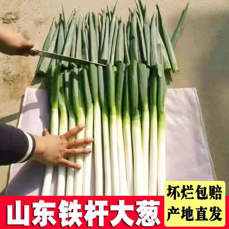 【大葱】安丘铁杆大葱净葱.毛葱规格齐全，常年供货
